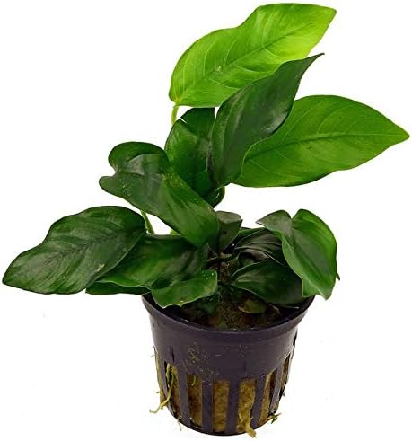Potted Anubias Plants | Live Freshwater Aquatic Plants for Aquariums and Terrariums - Low Light, Low Maintenance Plants. (Potted Anubias VAR Nana)