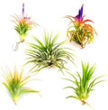 3 Pack Jumbo Air Plant Ionantha Guatemala 'Macho' - Live Tillandsia Succulent House Plants - Available in Wholesale and Bulk - Home and Garden Decor - Easy Care Indoor/Outdoor Air Plants