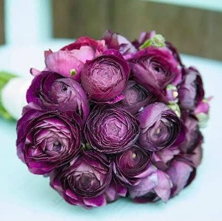 Ranunculus Bulbs - Violet - 20 Bulbs - Purple Flower Bulbs, Corm Attracts Bees, Attracts Pollinators, Easy to Maintain & Grow, Fragrant, Container Garden