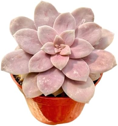 The Succulent Cult Live Succulent 4" Graptopetalum Superbum, Succulents Plants Live, Succulent Plants Fully Rooted, Hanging House Plant for Home Office Decoration, DIY Projects, Party Favor Gift