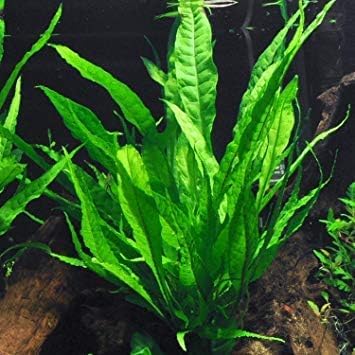 Potted Microsorum Plants - Java Fern | Live Freshwater Aquatic Plants for Aquariums and Terrariums - Low Light, Low Maintenance Plants. (Potted Microsorum Broad, 3 Pack)