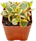2" Sedum Sunsparkler Lime Unique Succulents Plants Live, Live Starter Succulent Plants, Easy Care House Plants Rooted in Succulent Soil Mix, by The Succulent Cult