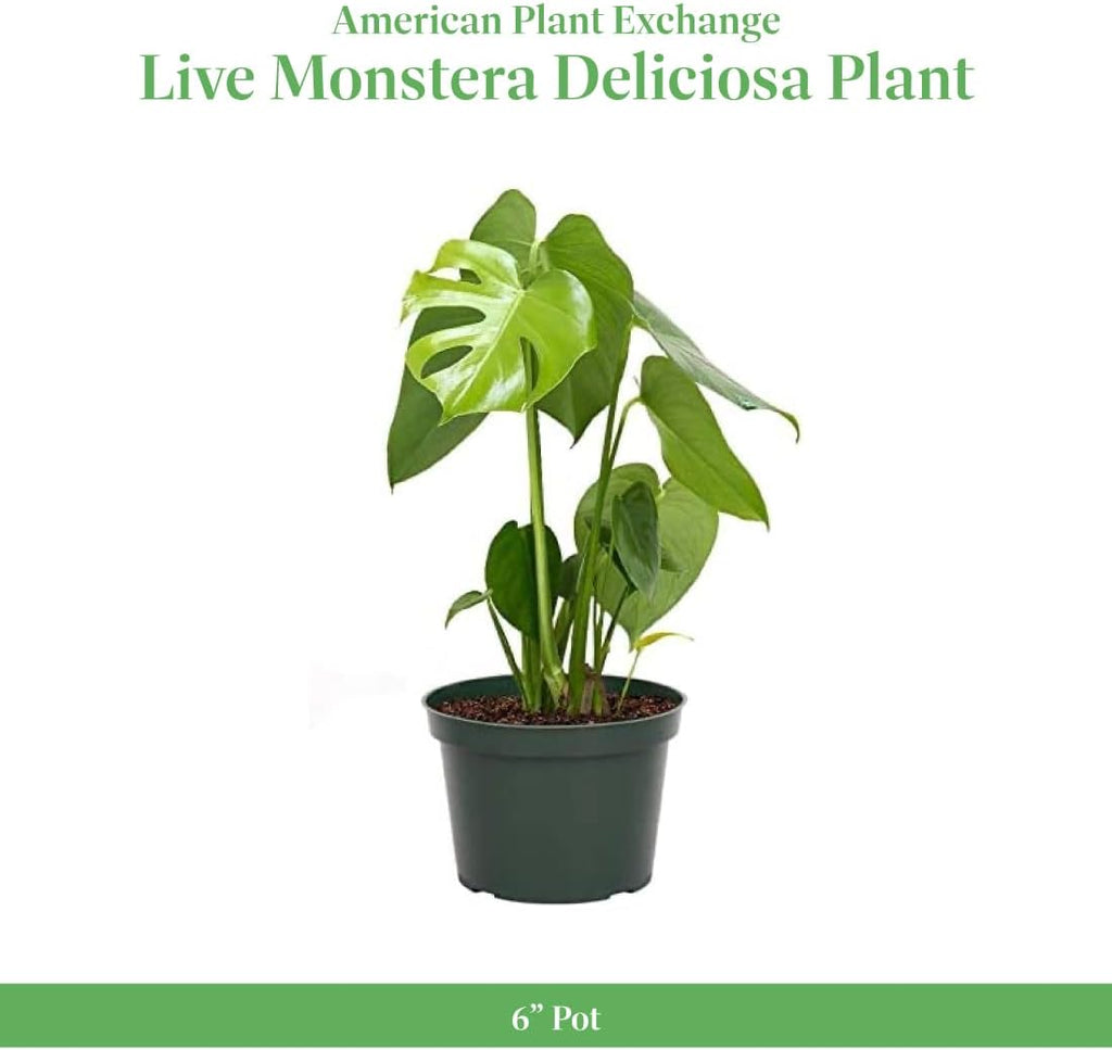 American Plant Exchange Monstera Deliciosa - Live 6-Inch Pot, Easy-Care Split Leaf Vine, Low-Maintenance Air Purifying Houseplant for Home, Office & Garden Décor