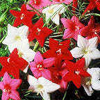 Seeds Flowers Cypress Vine Mix (Quamoclit) - 30 Seeds