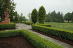 Winter Gem Boxwood - 15 Live Plants - Low Maintenance Formal Evergreen Hedge