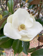 15PCS White Southern Magnolia Flower Seeds Beautiful Ornamental Landscape Tree Seeds