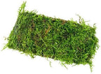 SubstrateSource Live Planted Decor - Christmas Moss (Vesicularia montagnei) on Coconut Shell Bridge - Low Light, Green Freshwater Aquatic Plant, Foreground Aquarium Placement for Aquascaping - 1 Pack