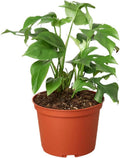 Philodendron Monstera Minima Live Plant for Indoor | Different Houseplants in 4'' & 6'' Pot | Real House Plant for Living Room, Office, Desk & Bathroom | Cheese Holes Plant