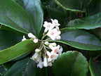 Viburnum Suspensum - 3 Live Plants - Evergreen Privacy Hedge