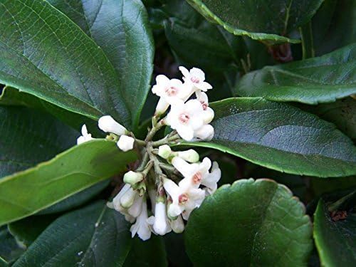 Viburnum Suspensum - 20 Live Plants - Evergreen Privacy Hedge