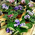 Four African Violet Plants-World's Best Blooming House Plant by JMBAMBOO