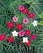 Seeds Flowers Cypress Vine Mix (Quamoclit) - 30 Seeds