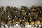 Idaho Russet Certified Potato Seed Real Whole Potatoes American Grown Non GMO Ready to Grow 3LBS