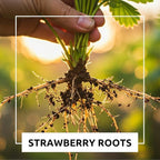 BigBloom Strawberry Plants - Grow Giant Strawberries - Bare Root Plants (20 Plants)