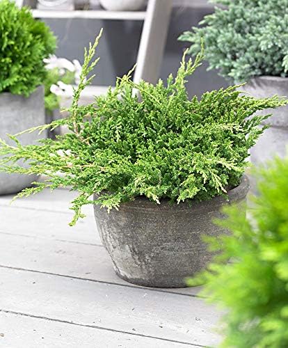 Prince of Wales Juniper - 40 Live Plants - Drought Tolerant Cold Hardy Evergreen Ground Cover
