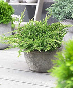Prince of Wales Juniper - 3 Live Plants - Drought Tolerant Cold Hardy Evergreen Ground Cover