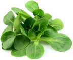 Mache - Large Leaves Variety and Best for Overwintering in The Cold Northeast - Corn Salad - 300 Seeds