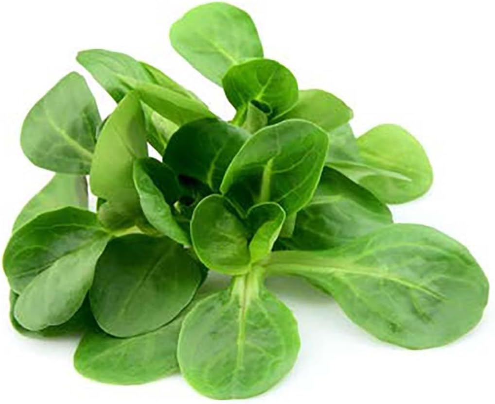 Mache - Large Leaves Variety and Best for Overwintering in The Cold Northeast - Corn Salad - 300 Seeds