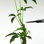 Wazakura Satsuki Bonsai Scissors Made in Japan 7 inch (180 mm), Japanese Bonsai Garden Tools, Hasami Pruning Shears