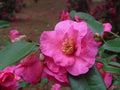 Kanjiro Camellia Flowering Shrub, 1 Gallon, Pink Blooms, Evergreen Plant