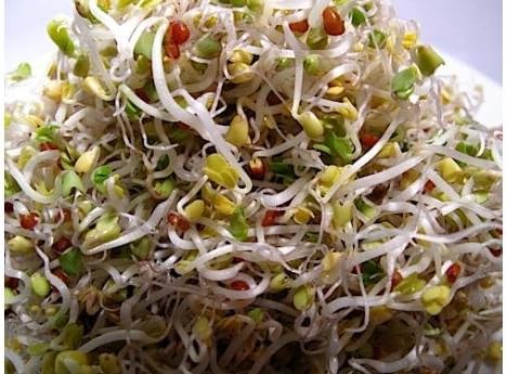Todd's Seeds Broccoli and Friends Sprouting Seed Mix: Broccoli, Crimson Clover, Red Radish, Alfalfa, Non-GMO, Chemical Free, High Germination (1/2 Pound)