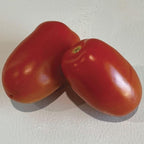 Park Seed Zenzei Tomato Seeds – Pack of 10 Seeds, AAS Winner 2023, Roma Type, Indeterminate Variety, 3–8 oz Meaty Fruits, Non-GMO, Ideal for Cooking, Canning, and Freezing
