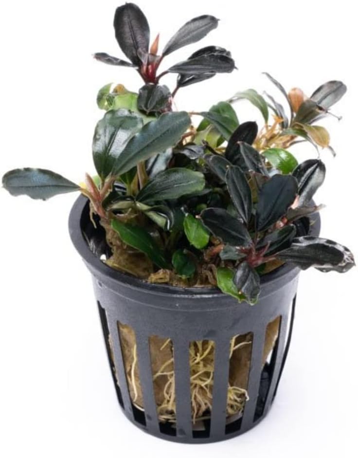 SubstrateSource Bucephalandra Arrogant Blue Potted Live Aquarium Plant - Natural Freshwater Fish Tank Decorations, Aquatic Décor