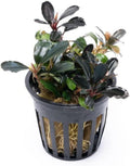 SubstrateSource Bucephalandra Arrogant Blue Potted Live Aquarium Plant - Natural Freshwater Fish Tank Decorations, Aquatic Décor