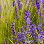 Outsidepride Penstemon Seeds - 1/4 Lb. Perennial, Drought-Tolerant & Pollinator Friendly, Strictus Rocky Mountain Wildflower Seeds for Planting with Vibrant Blue-Violet Blooms, Ideal for Xeriscaping
