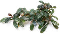 SubstrateSource Bucephalandra Krivbass Live Aquarium Plant - Natural Freshwater Fish Tank Decorations, Aquatic Decor (Plant (6-10 Leaves))