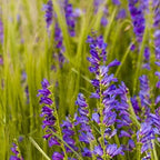 Outsidepride Penstemon Seeds - 5000 Pcs Perennial, Drought-Tolerant & Pollinator Friendly, Strictus Rocky Mountain Wildflower Seeds for Planting with Vibrant Blue-Violet Blooms, Ideal for Xeriscaping