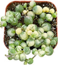 Succulents Plants Live 2" Variegated String of Pearls, Live Mini Succulent Plants, Easy Care House Plants Rooted in Succulent Soil Mix, by The Succulent Cult