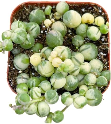 Succulents Plants Live 2" Variegated String of Pearls, Live Mini Succulent Plants, Easy Care House Plants Rooted in Succulent Soil Mix, by The Succulent Cult