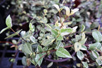 Variegated Asiatic Jasmine | 1 Live 4 Inch Plant | Trachelospermum Asiaticum | Fast Growing Ground Cover, Evergreen Foliage, Low Maintenance Vine, Landscaping Shrub, Drought Tolerant Plant