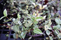 Variegated Asiatic Jasmine | 3 Live 4 Inch Plants | Trachelospermum Asiaticum | Fast Growing Ground Cover, Evergreen Foliage, Low Maintenance Vine, Landscaping Shrub, Drought Tolerant Plant