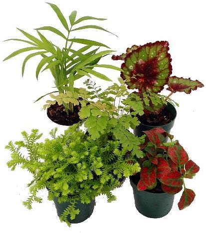Terrarium & Fairy Garden Plants - 5 Plants in 2" pots