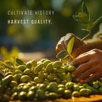 Olive Tree Arbequina (4 Pack) Real Olea Europaea | Easy to Grow Plants | Great Gift for Celebrations | Grow Your own Food on Your Edible Organic Garden| Edible Fruit Plant Live for Planting|