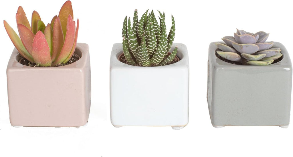 Costa Farms Mini Succulents (3-Pack), Assorted Live Indoor Succulent Plants in Cute Decor Planters, Grower's Choice Easy Care Houseplants, Tabletop, Office, Desk, or Room Decor, 2-Inches Tall, ceramic