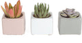 Costa Farms Mini Succulents (3-Pack), Assorted Live Indoor Succulent Plants in Cute Decor Planters, Grower's Choice Easy Care Houseplants, Tabletop, Office, Desk, or Room Decor, 2-Inches Tall, ceramic