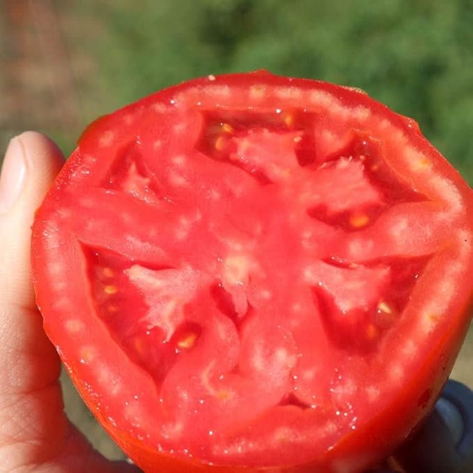 Park Seed Variety of Tomato Seeds, Planting Vegetables, Easy to Grow, Non-GMO, Perfect for Harvesting, Big Beef Plus, Pack of 30