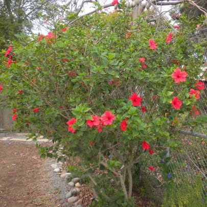 Red Hibiscus. rosa-sinensis. Live Plant - Tropical Blooming Hibiscus, Pretty Flowers, Used in Tea and Juice (4 red Hibiscus Cups)