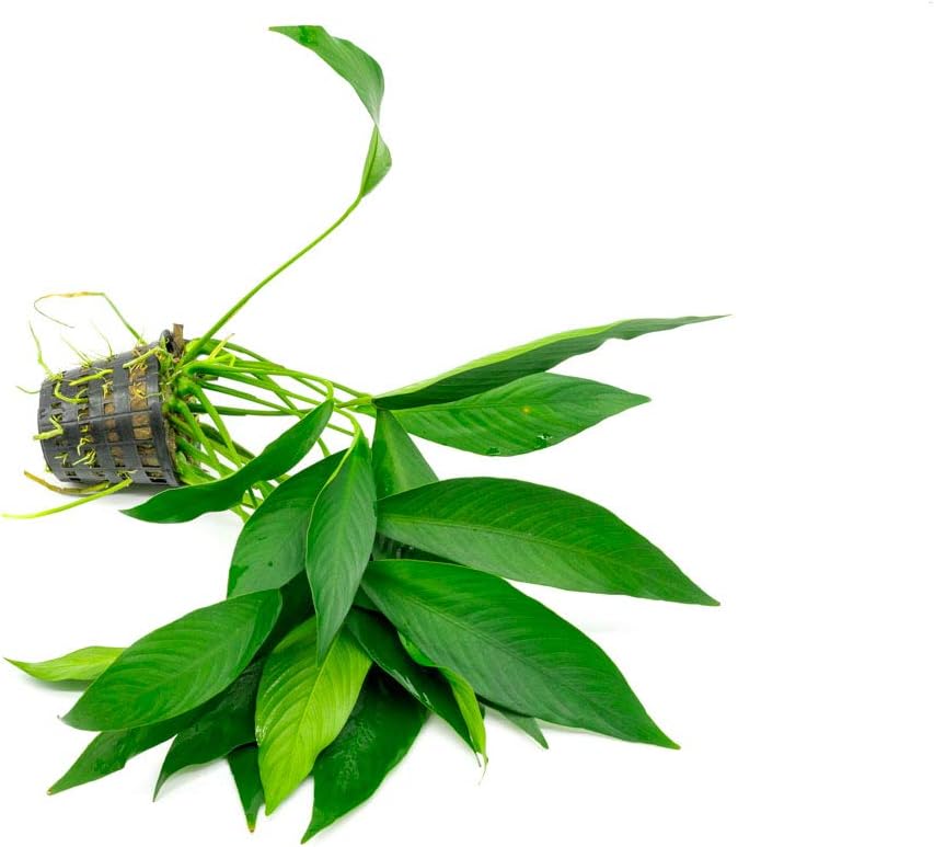 SubstrateSource Anubias Live Aquarium Plants - Potted Freshwater Plant for Fish Tanks, Terrariums - Beginner Friendly Low Light (Congensis, Mother Plant)