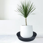 Plant Saucers 10 12 14 16 18 20 25 Inch, 4 Pack of Plastic Plant saucers for Pots，Extra-Deep Plant Water Dray Tray, Bird Bath Bowl, Heavy Plant Trays Indoors and Outdoor No Holes (12 Inch, Black)