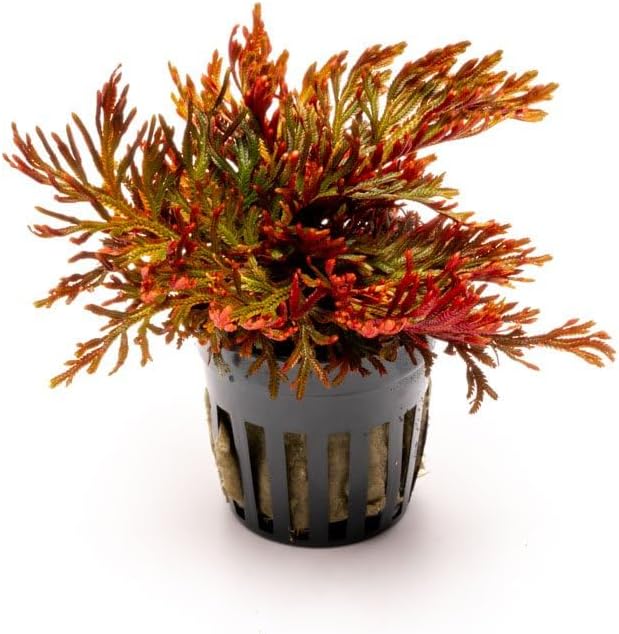 SubstrateSource Live Terrarium Plants - Spikey Moss for Terrariums, Paludariums - Easy, Beginner Friendly (Selaginella Erythropus Ruby Red Club Moss, (3 Pots))