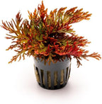 SubstrateSource Live Terrarium Plants - Spikey Moss for Terrariums, Paludariums - Easy, Beginner Friendly (Selaginella Erythropus Ruby Red Club Moss, (3 Pots))