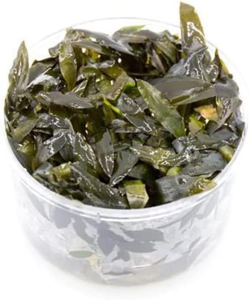 Ultum Nature Systems Cryptocoryne Wendtii Brown (Indonesian) Tissue Culture Live Plant for Aquarium, Freshwater Fish Tank, Aquascaping - 100% Snail Free in Vitro