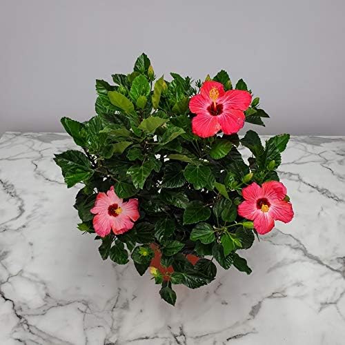 Hibiscus Bush Plant - Pink Flower - Overall Height 26" to 28" - Tropical Plants of Florida (Plant Only)