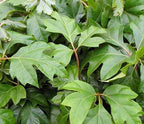 Grape Ivy - 3 Live Plants in 4 Inch Pots -Cissus Rhombifolia - Beautiful Easy Care Indoor Houseplant Vine
