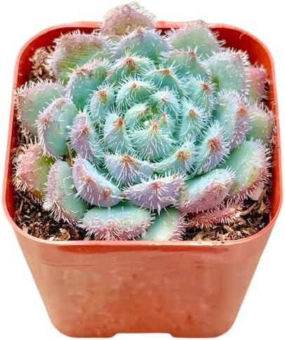 2" Echeveria Setosa Deminuta Unique Succulents Plants Live, Live Starter Succulent Plants, Easy Care House Plants Rooted in Succulent Soil Mix, by The Succulent Cult