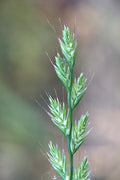 Italian Rye Grass Seeds for Planting - Lolium multiflorum (1,000 Seeds)